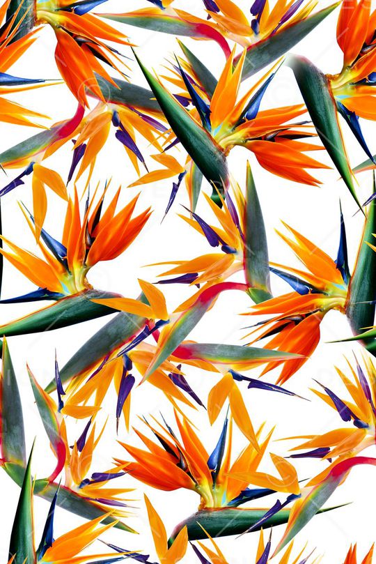 鹤望兰印花华亿平台图片