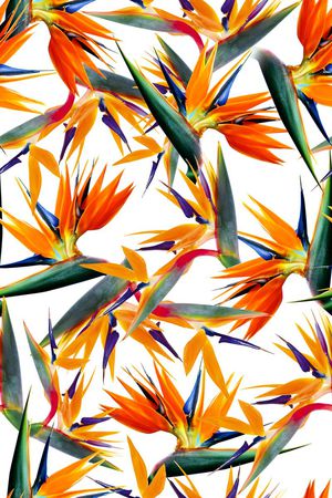 鹤望兰印花华亿平台图片