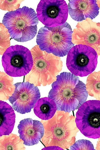 462384-多彩大花卉花朵组合