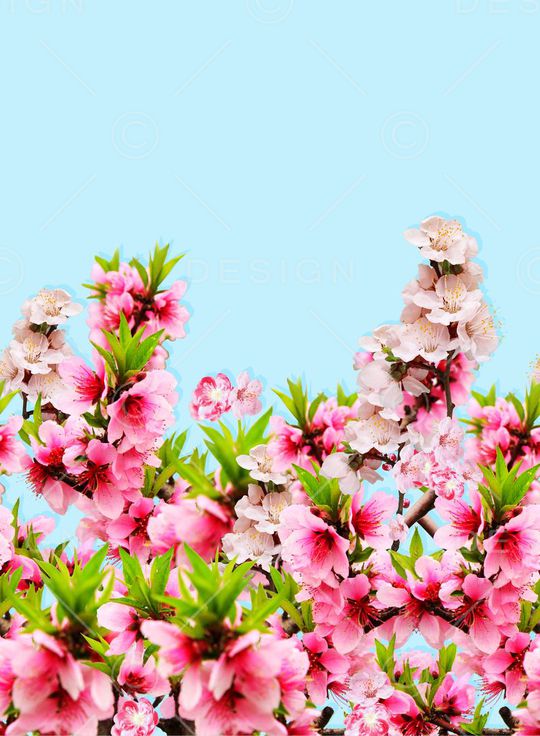 鲜花印花华亿平台图片