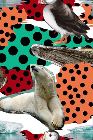 北极熊印花华亿平台图片