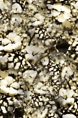 创意印花华亿平台图片