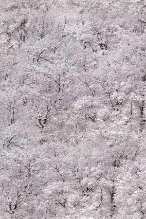 复古印花华亿平台图片