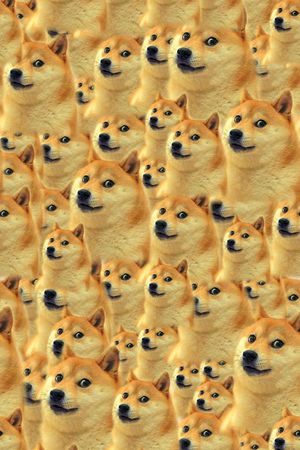 柴犬印花华亿平台图片