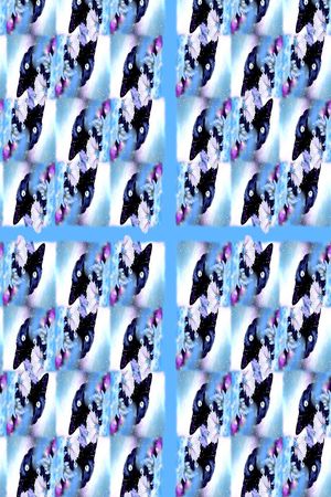 猫咪印花华亿平台图片