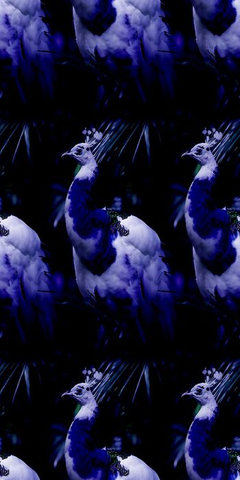 465829-时尚 新潮 动物 鸟 孔雀   数