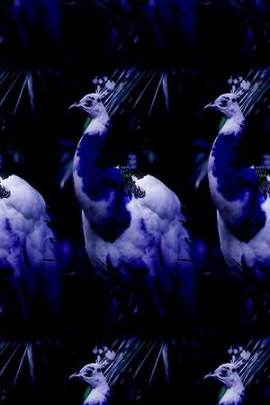 丝绸 真丝 棉布印花华亿平台图片