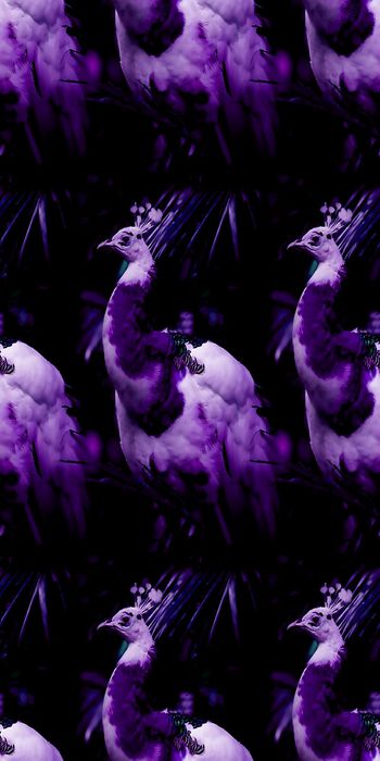 465830-时尚 新潮 动物 鸟 孔雀   数