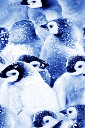 丝绸 真丝 棉布印花华亿平台图片