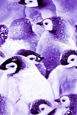 丝绸 真丝 棉布印花华亿平台图片