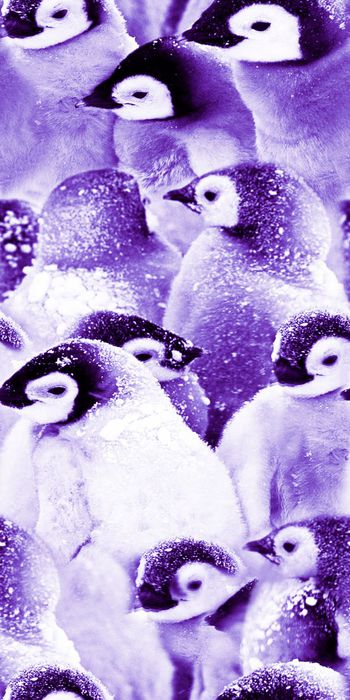 466023-时尚 新潮 南极 动物 小企鹅  