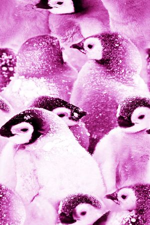 丝绸 真丝 棉布印花华亿平台图片