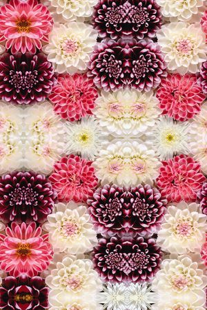 大菊花印花华亿平台图片