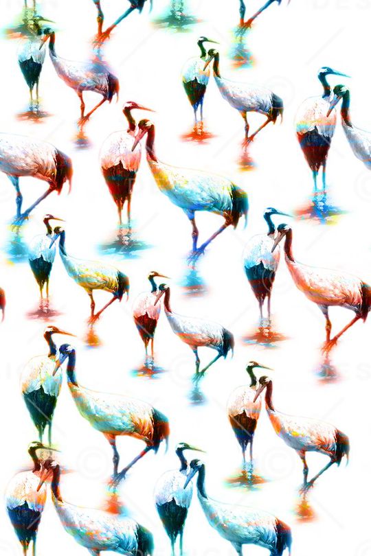 女装印花华亿平台图片