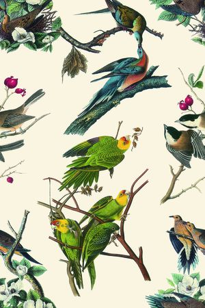 动物印花华亿平台图片