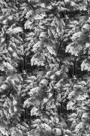 女装印花华亿平台图片
