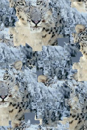 Just Cavalli印花华亿平台图片