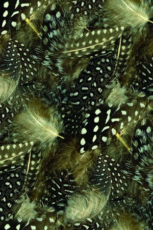 斑点羽毛印花华亿平台图片