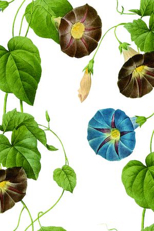 花藤印花华亿平台图片