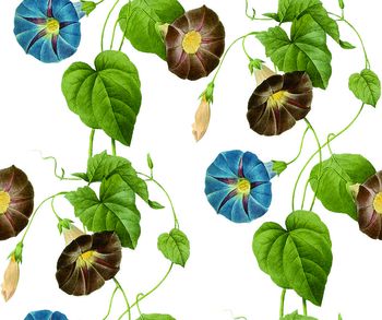 470089-牵牛花 CN001