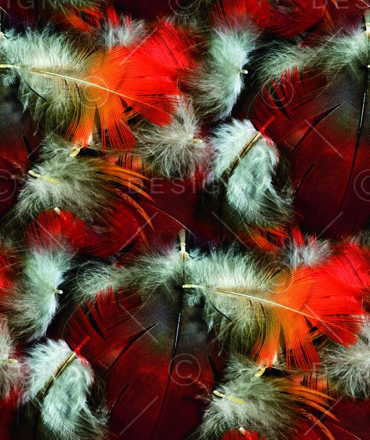 羽毛印花华亿平台图片