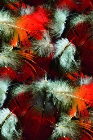 羽毛印花华亿平台图片