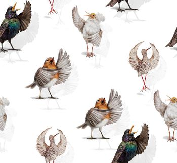 470354- 时尚小鸟仙鹤组合华亿平台 