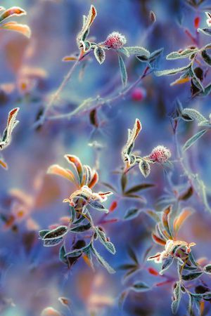 晨间露水图拼贴印花华亿平台图片