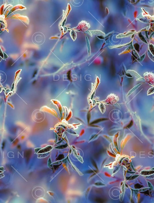 晨间露水图拼贴印花华亿平台图片