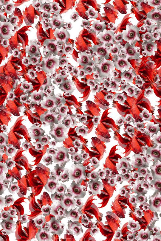 鱼印花华亿平台图片