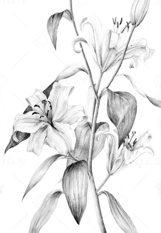 Placed floral印花华亿平台图片