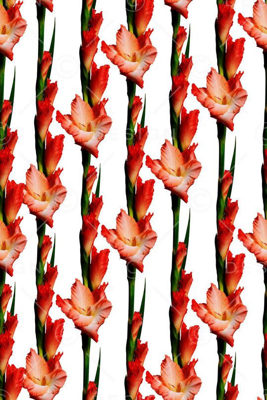 高端竖排印花华亿平台图片