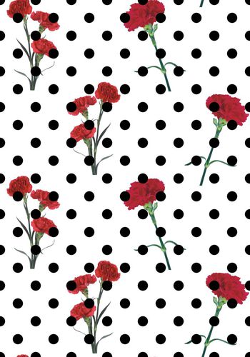 471453-康乃馨 香石竹 狮头石竹 麝香石竹