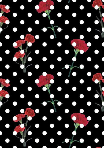 471454-康乃馨 香石竹 狮头石竹 麝香石竹