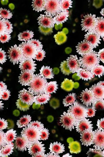 471532-雏菊绽放小清新系列1