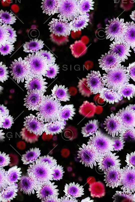 清新印花华亿平台图片