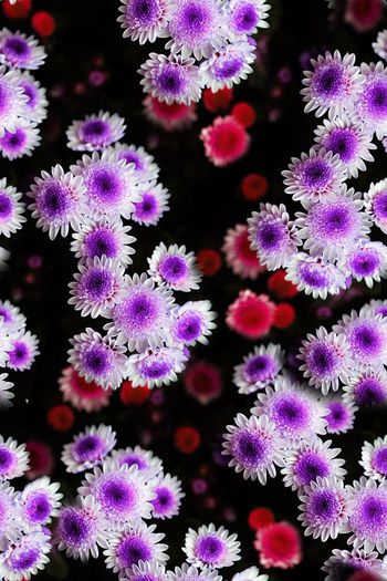 471533-雏菊绽放小清新系列1