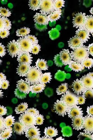 清新印花华亿平台图片