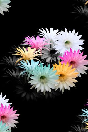 花簇女士印花华亿平台图片