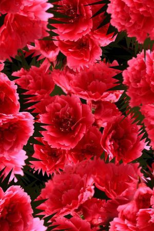 复古印花华亿平台图片