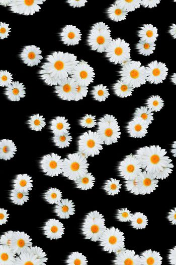 471983-被风吹过的夏天——雏菊绽放小清新系