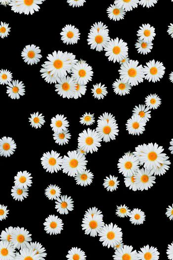 471984-被风吹过的夏天——雏菊绽放小清新系