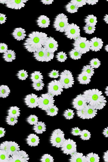 471985-被风吹过的夏天——雏菊绽放小清新系