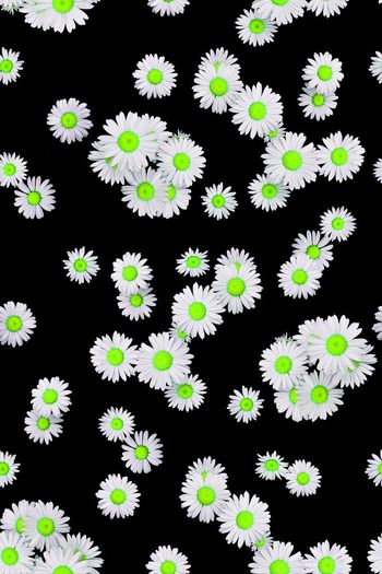 471986-被风吹过的夏天——雏菊绽放小清新系