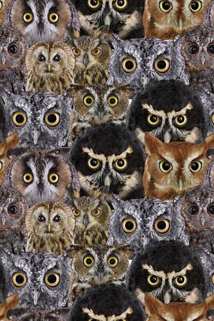 猫头鹰印花华亿平台图片