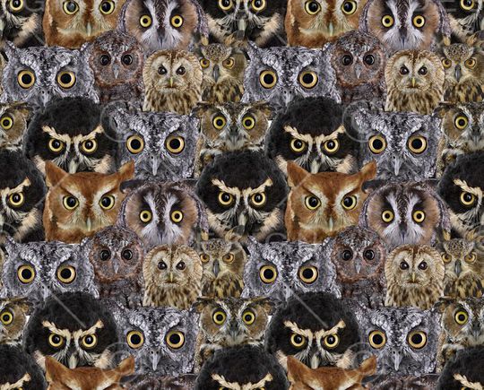 猫头鹰印花华亿平台图片