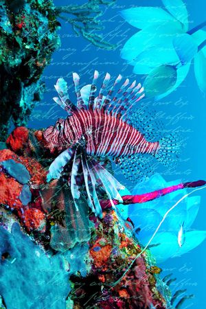 时尚印花华亿平台图片