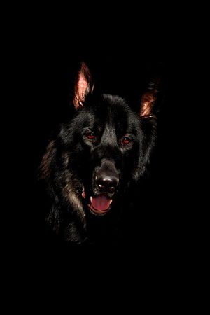 狼 狗头印花华亿平台图片