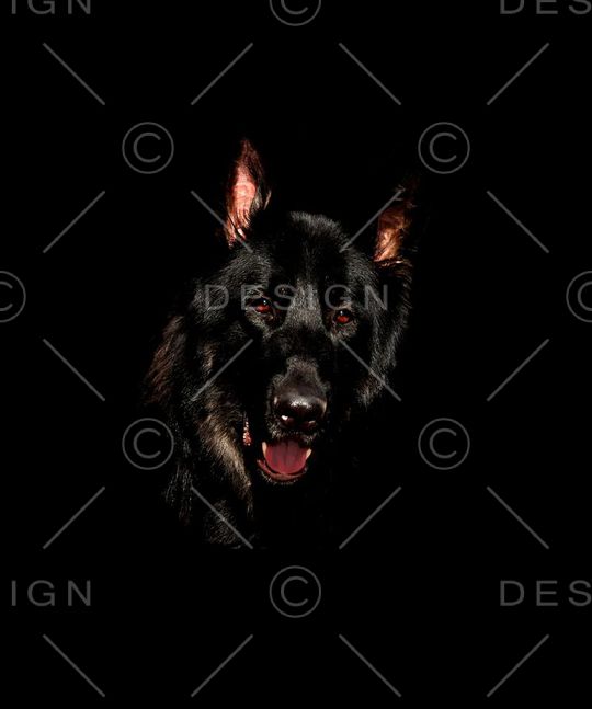 狼 狗头印花华亿平台图片