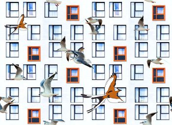 475987-时尚潮流惬意窗外飞鸟